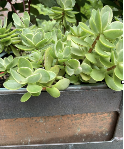 Crassula lanuginosa Harv, Dragon tongue