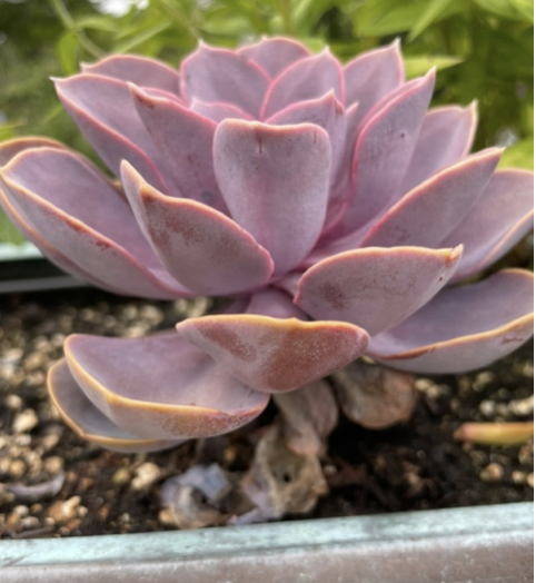 Echeveria gibbiflora, Perle von Nurnberg