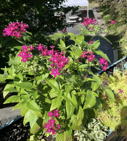 Pentas lanceolata, Egyptian starcluster