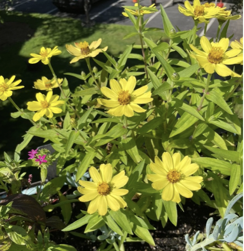 Zinnia angustifolia, Narrow leaf zinnia (yellow)