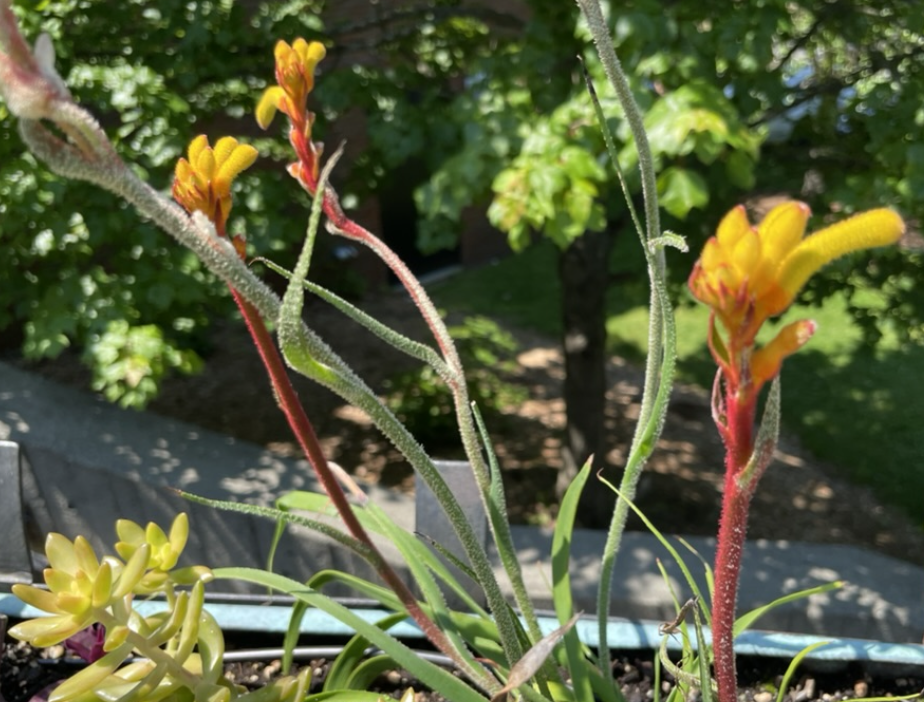 Anigozanthos flavidos, Kangaroo paw