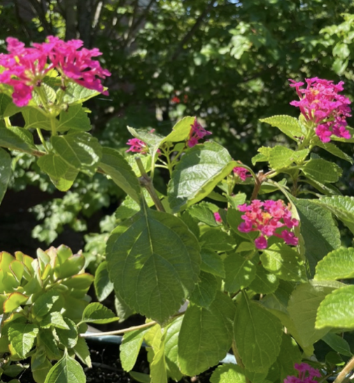Lantana x strigocamara, Lantana