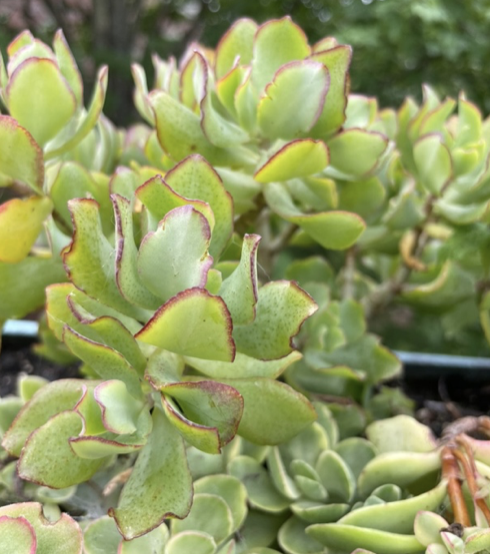 Crassula arborescens, Ripple jade