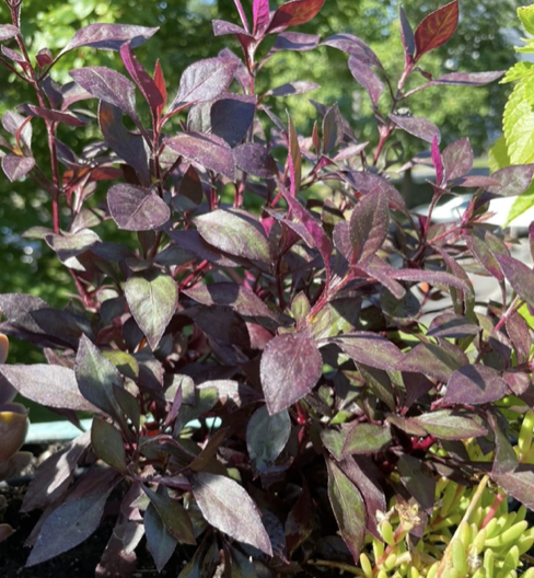 Alternanthera brasiliana, Brasilian joyweed