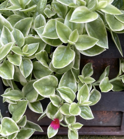 Mesembryanthemum cordifolium, Baby sun rose