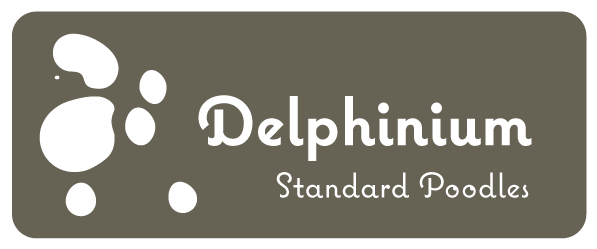 Delphinium Poodles