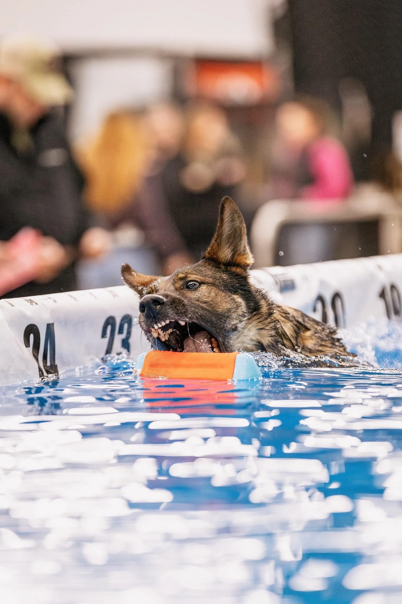 2024 Rankings — United Dock Diving