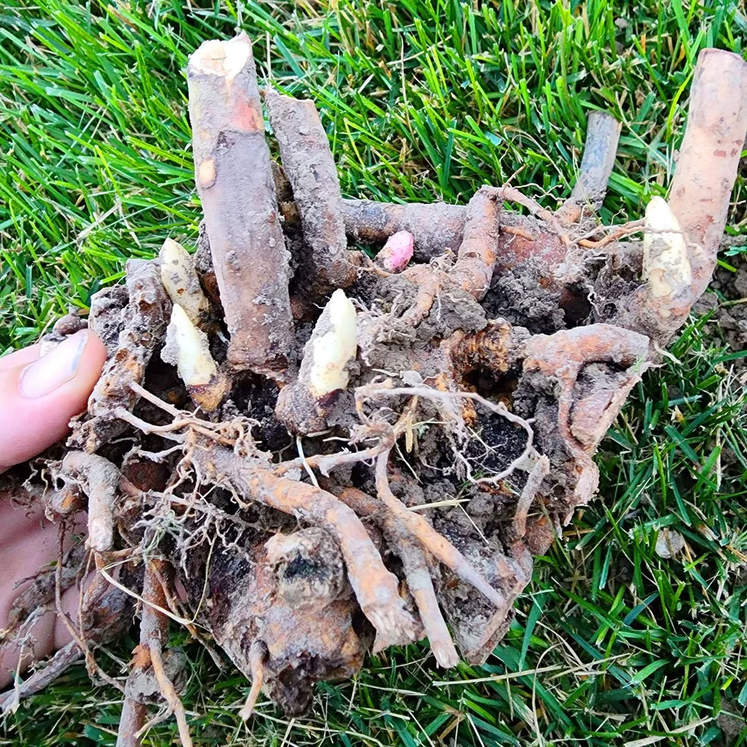 Adeline's Peonies Peony Roots For Sale