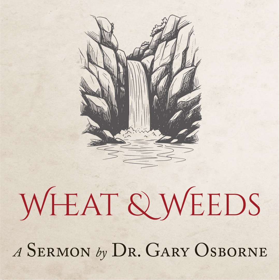 Wheat &amp; Weeds