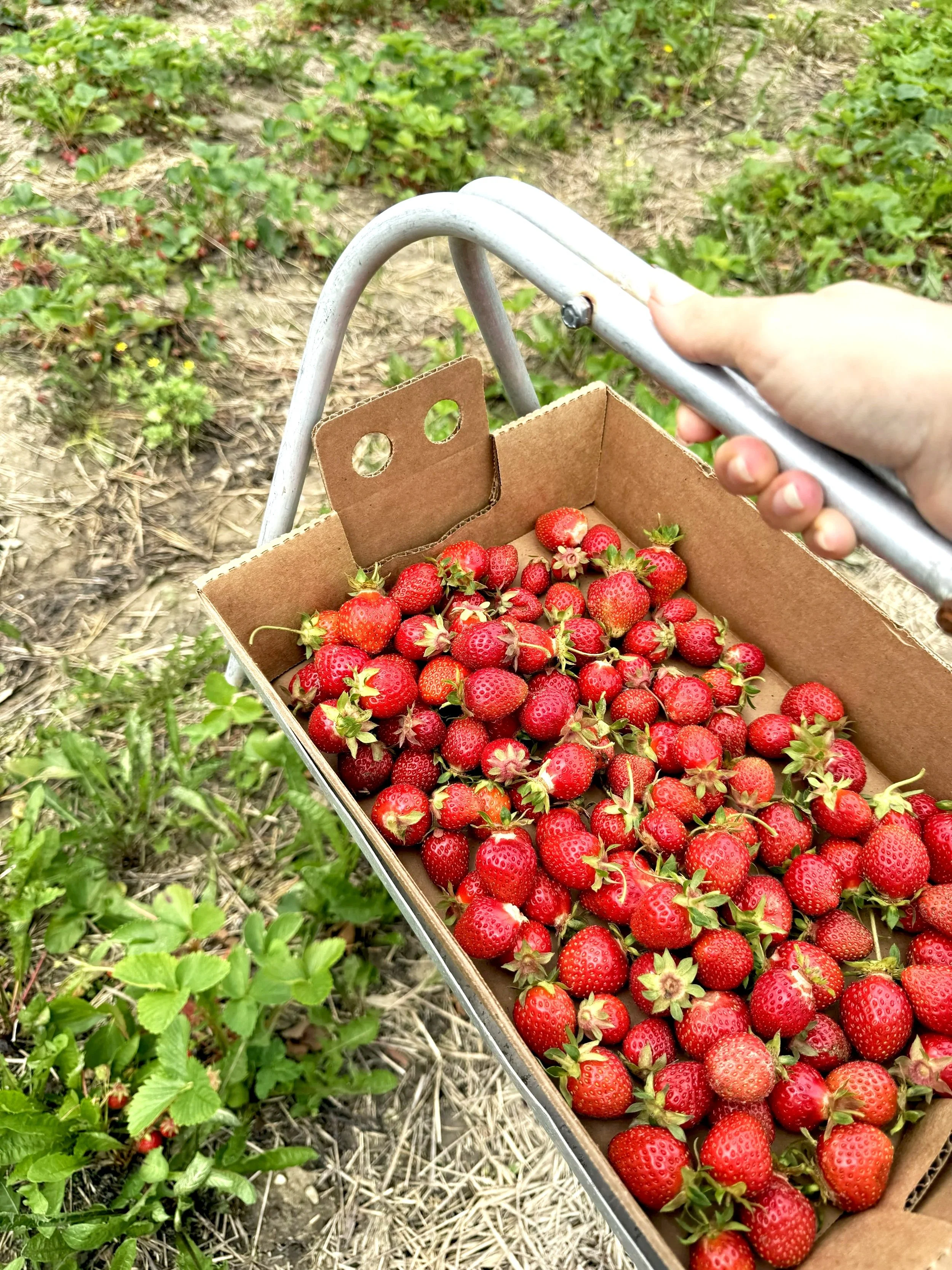 Strawberries, Pesticides, and the Question We’re Not Asking