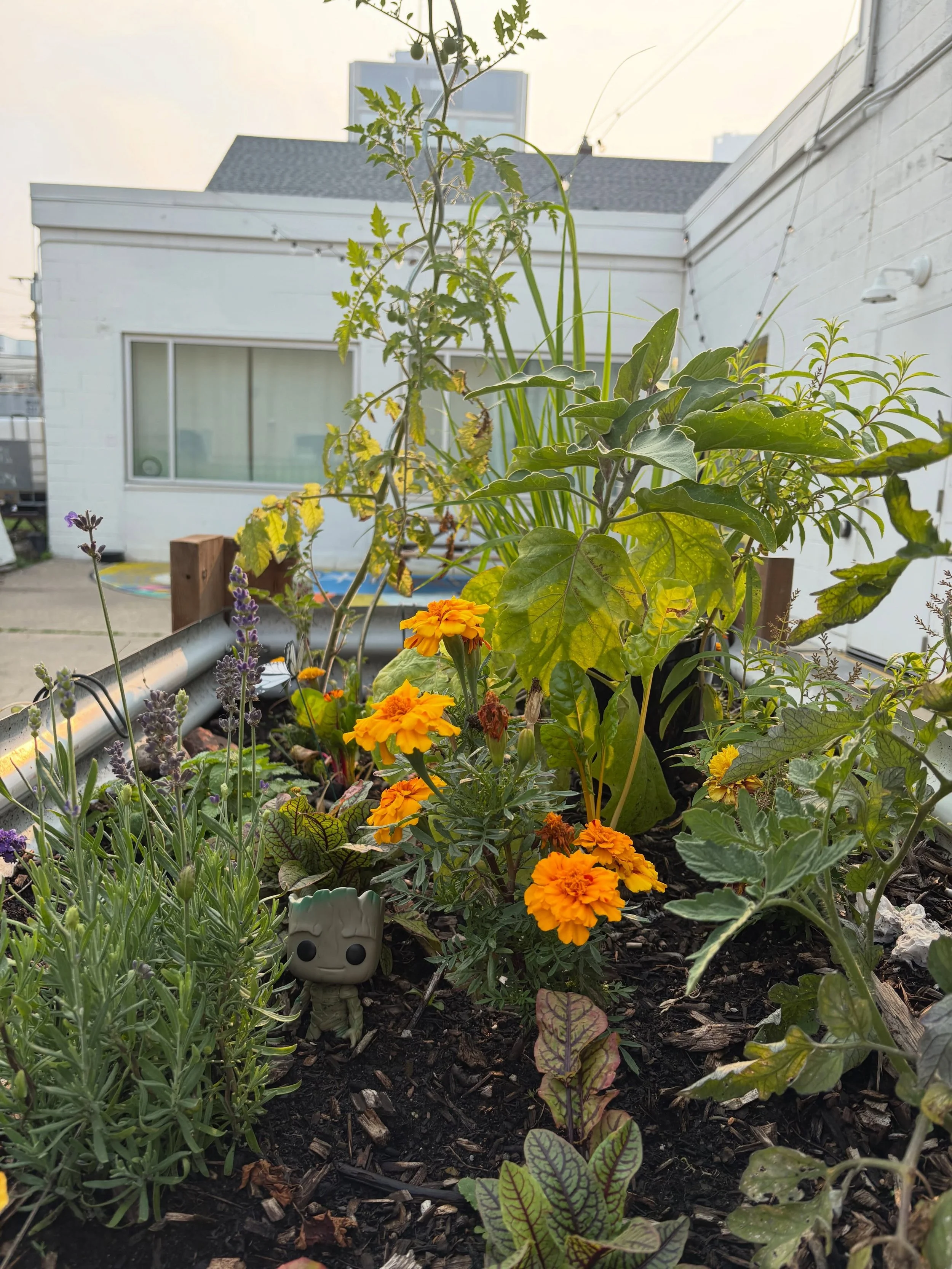 A lil glimpse of how our Courtyard Communities Garden is doing!💎

Come visit us sometime soon!

We have a Garden Event happening in August!

Stay tuned for the 411 (ummm information)!😹

🧚&zwj;♂️ 🌱 

#YEG #CommunitiesGarden

Thanks a bunches to ou