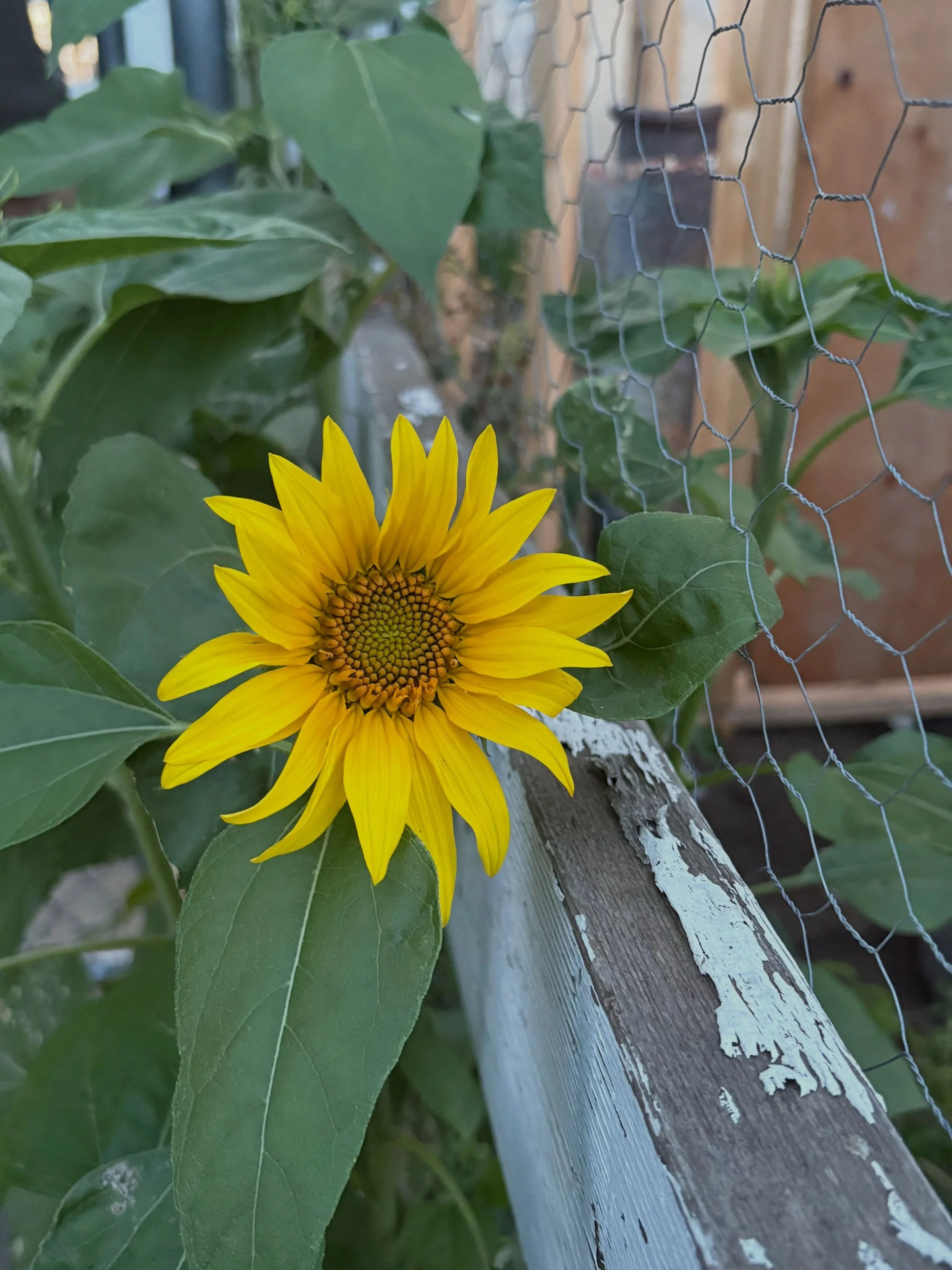 Oh Happy Friday Pals!

We are immensely grateful for all the love you have sent our way.

We have reached our financial goal to fix our door.

Thank you a bunches of sunflowers for being our pals!

🌻🌻🌻

#YEG #CommunityCare