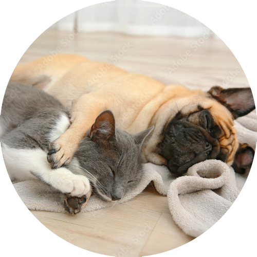 MixyPaws About Our NYC Pet Care Team mixypaws-about-our-nyc-pet-care-team