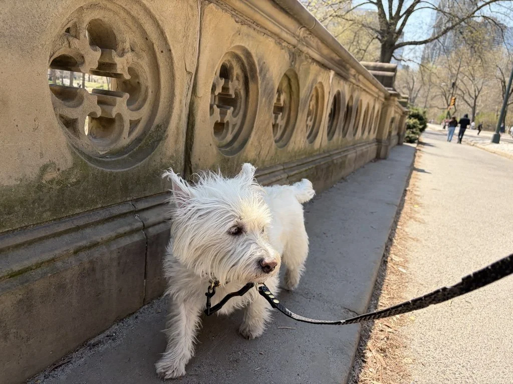 Who Offers Flexible Dog Walking Hours?