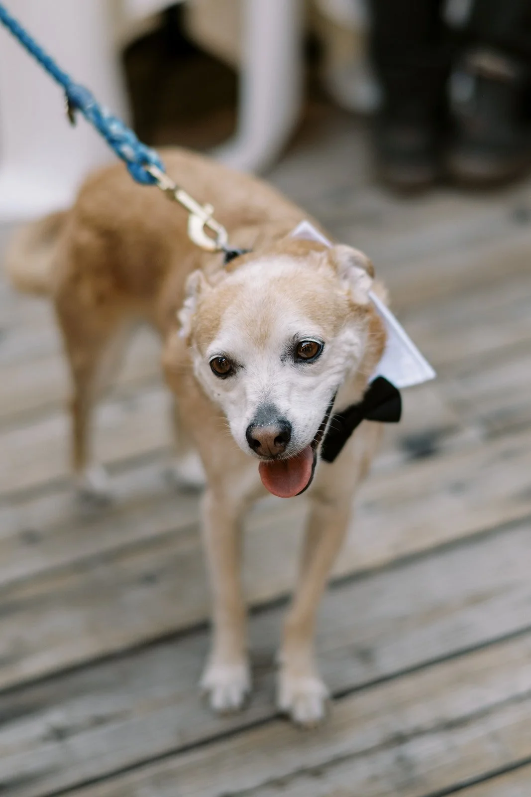 Dog with a bow tie at a Sundance Resort wedding.