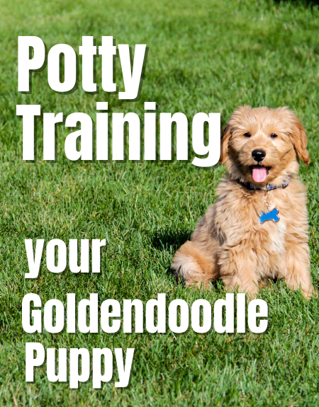 A Complete Guide on Potty Training Your Goldendoodle