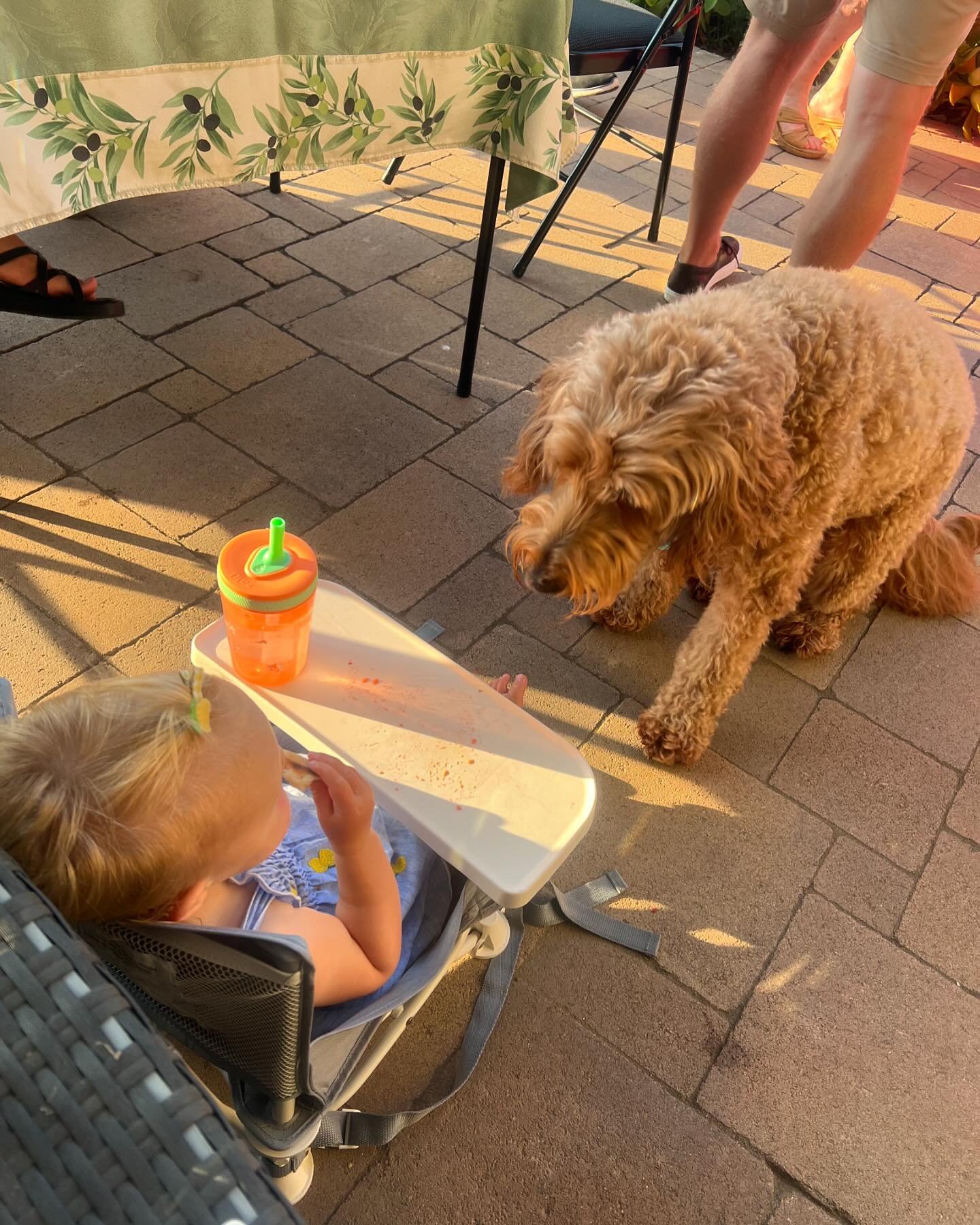 Anything for me?

#f1bgoldendoodles #doodledogs #lunchtable #dogsandbabies #cutepup #goldendoodlepup