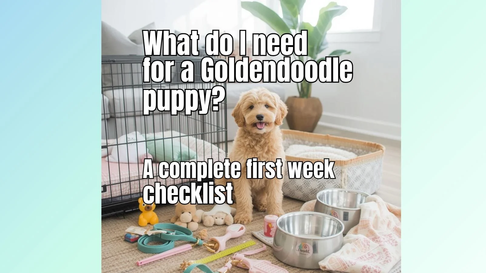 What Do I Need for a Goldendoodle Puppy? A Complete First-Week Checklist