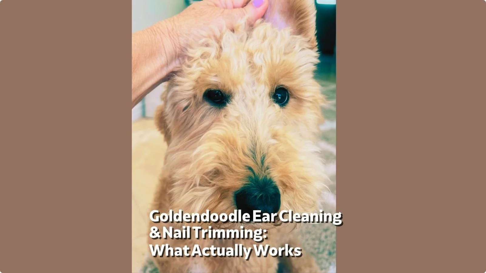 Goldendoodle Ear Cleaning and Nail Trimming: A Real Owner's Guide