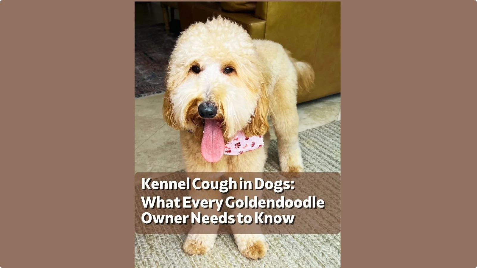 Kennel Cough in Goldendoodles: What Happened When Kai Got It at Doggy Daycare