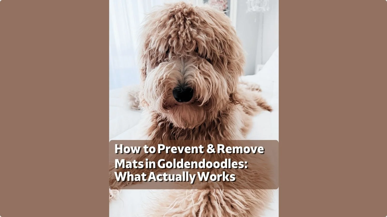How to Prevent and Remove Mats in Goldendoodles: What Actually Works