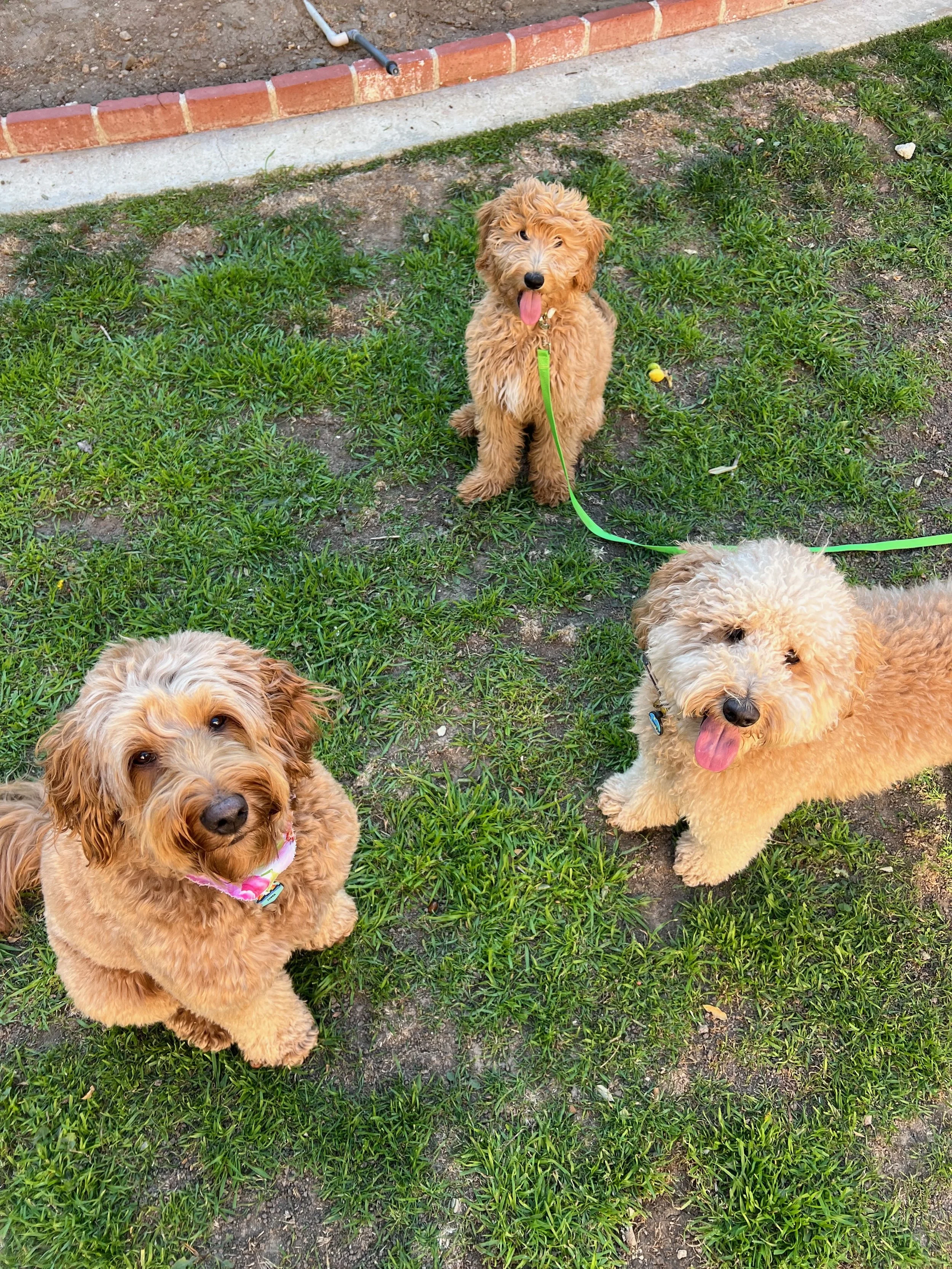 Kai, Byrdie and Zuma the Goldendoodles have completely different ear care needs