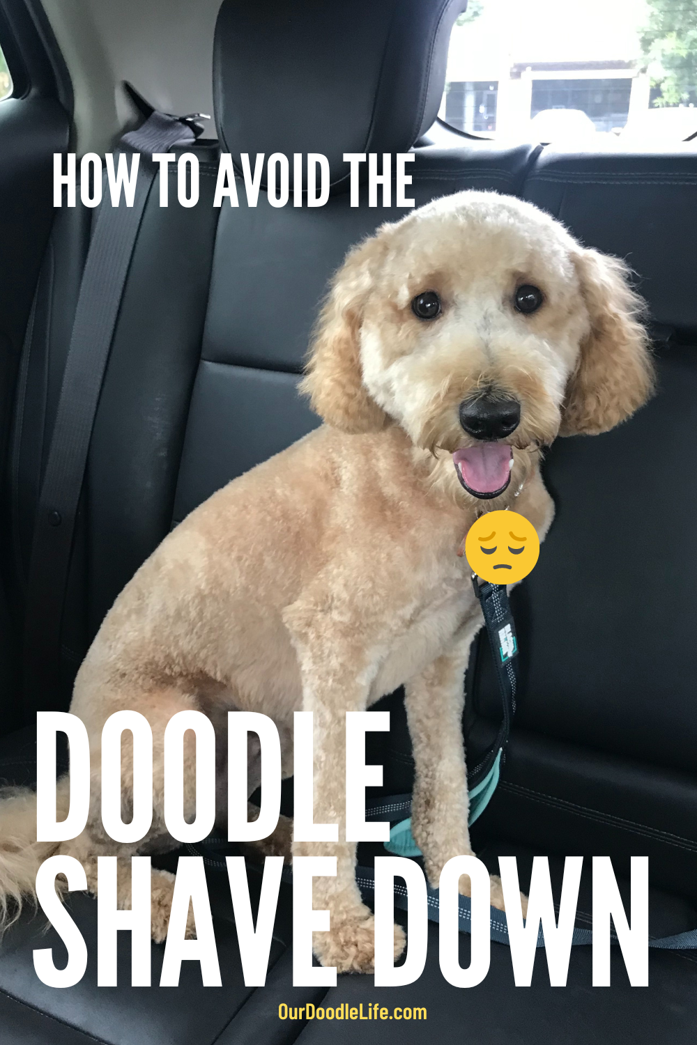 Goldendoodle Tips, Grooming & Puppy Care | Our Doodle Life