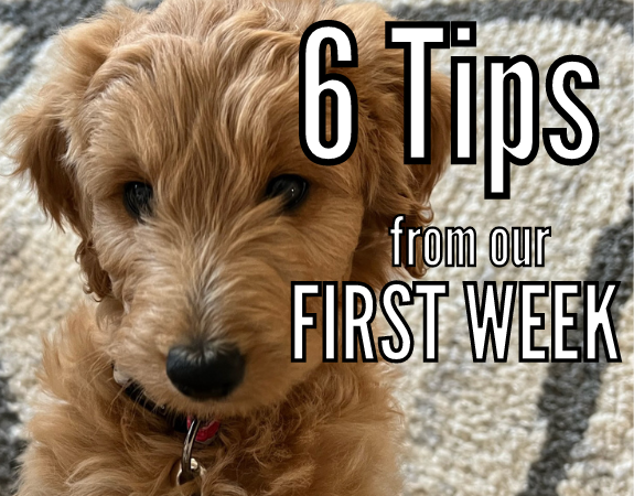 New Goldendoodle Puppy Tips for the First Week — Our Doodle Life