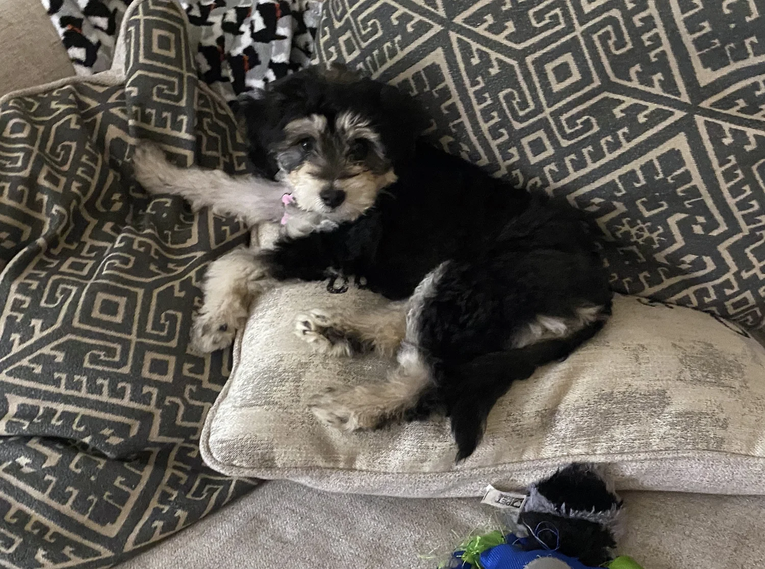 Overnight Boarding at Anna's Pooch Pad — ANNA'S POOCH PAD Anna’s Pooch Pad,  dog walking, dog daycare, overnight boarding sitter service in Santa