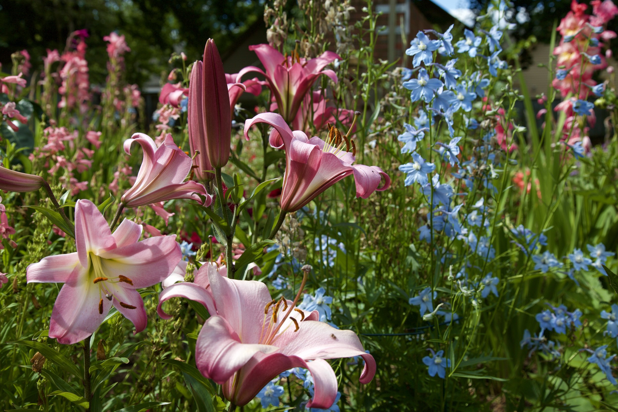  A flash of pink amongst the delphiniums 