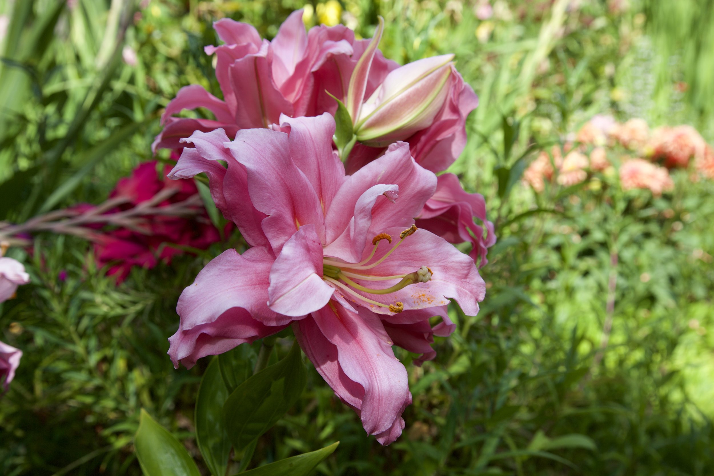 Lilium Yonique