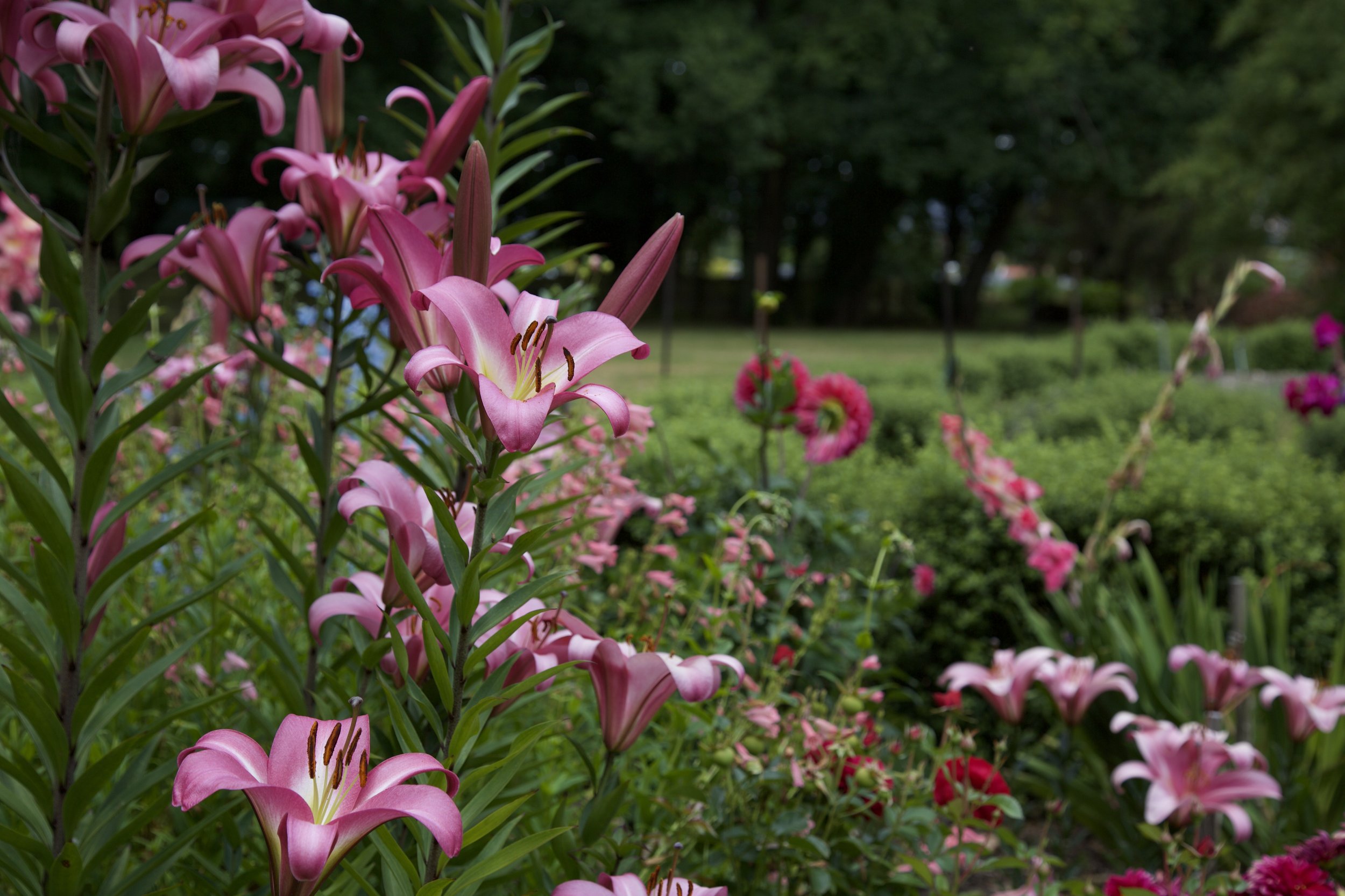  Blooms amongst blooms 