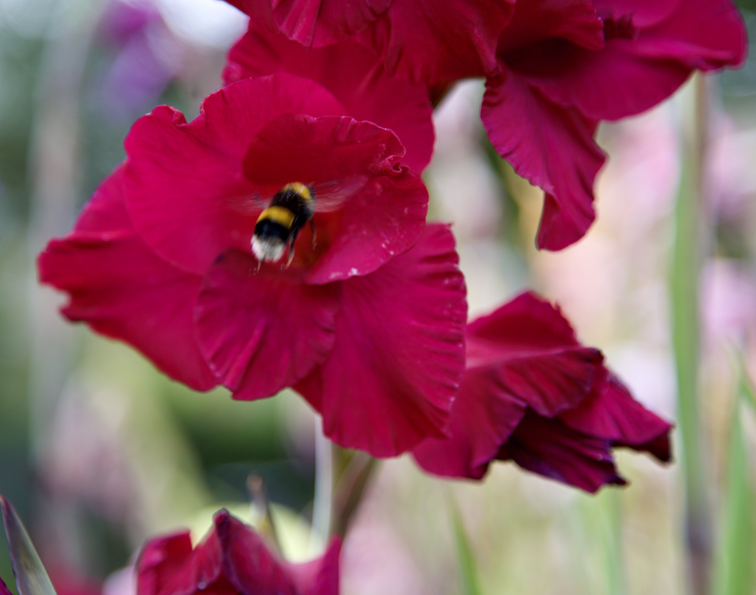a busy little garden resident