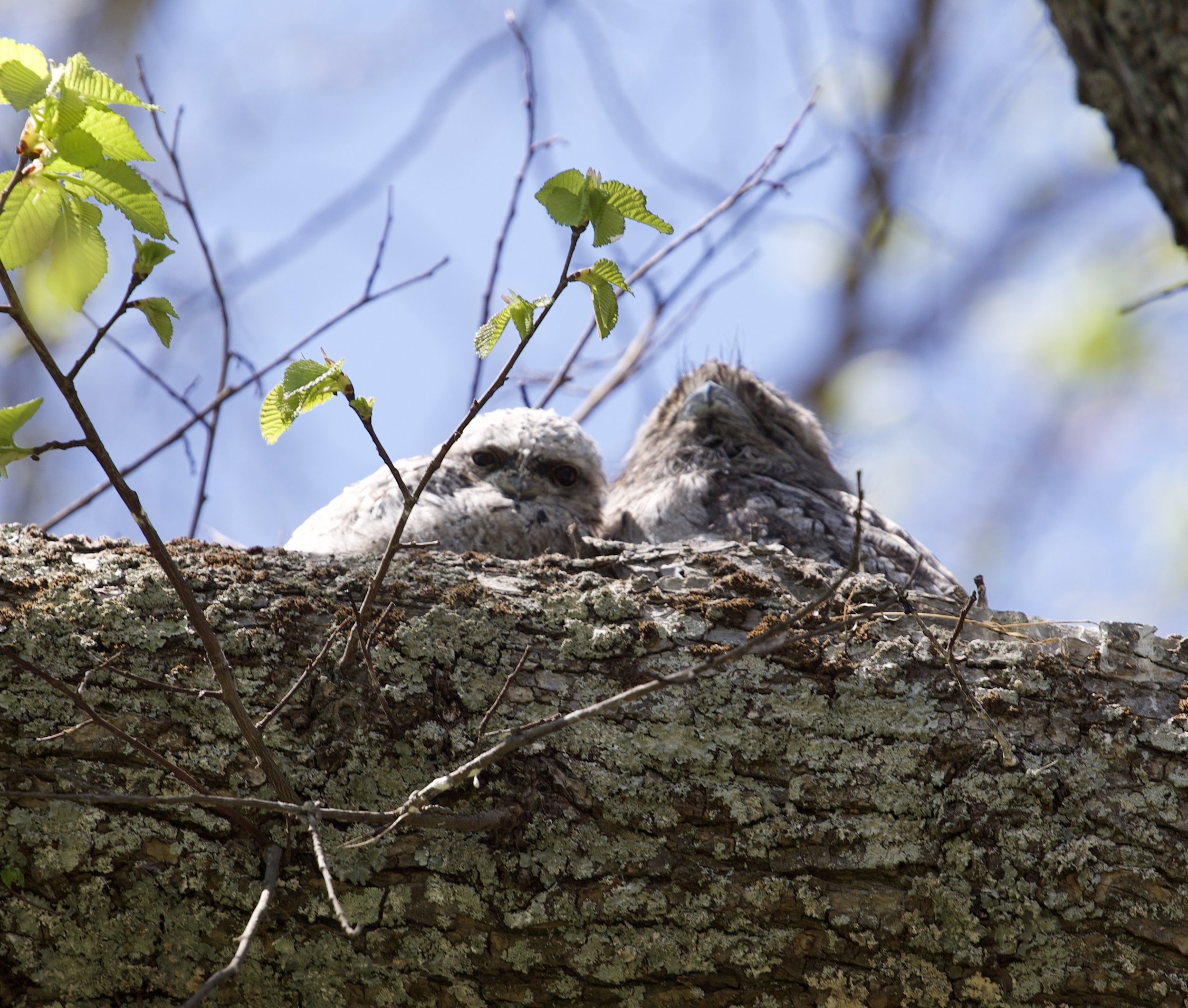 Tawny Frogmouths