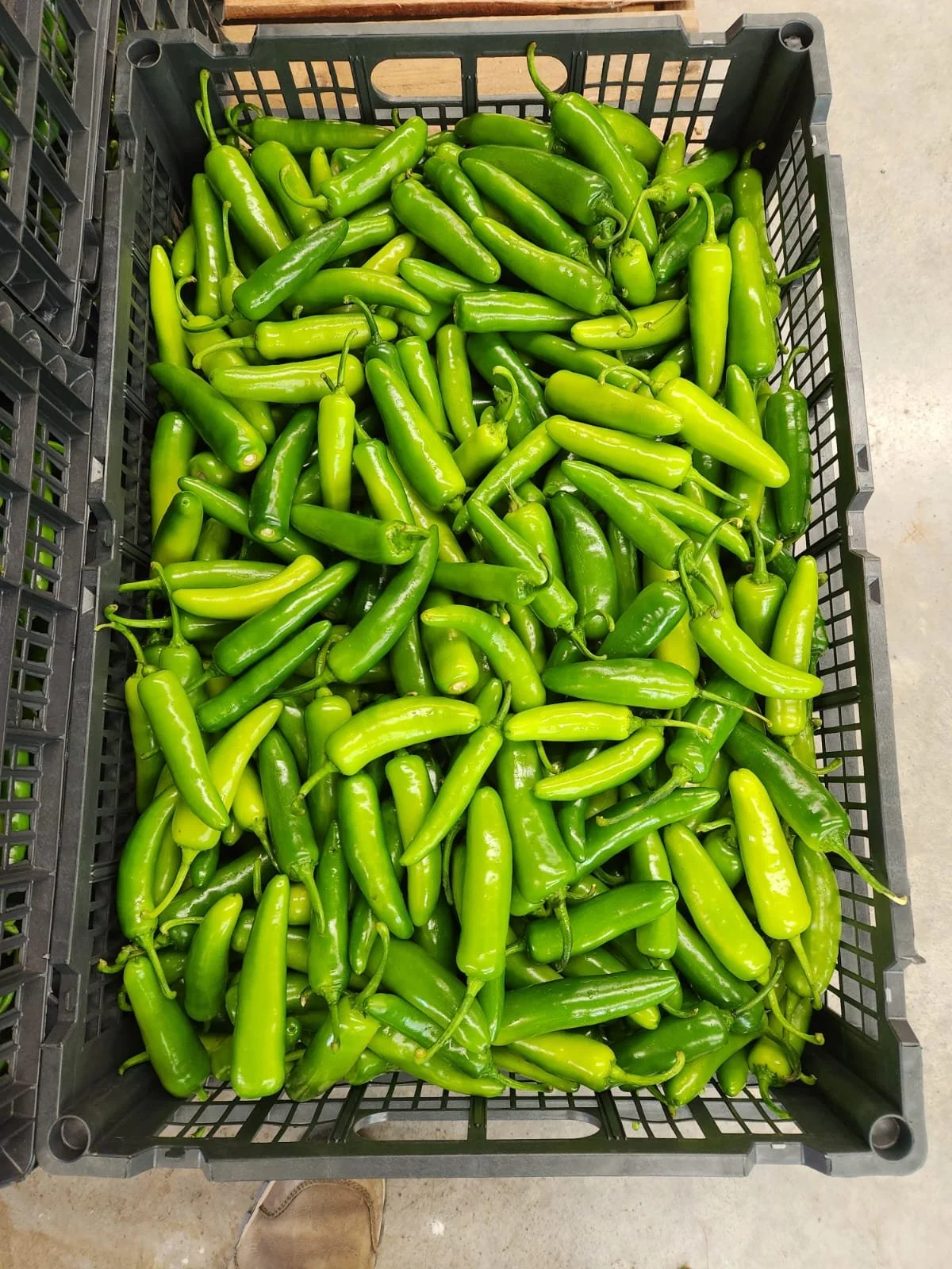 Serranos Peppers