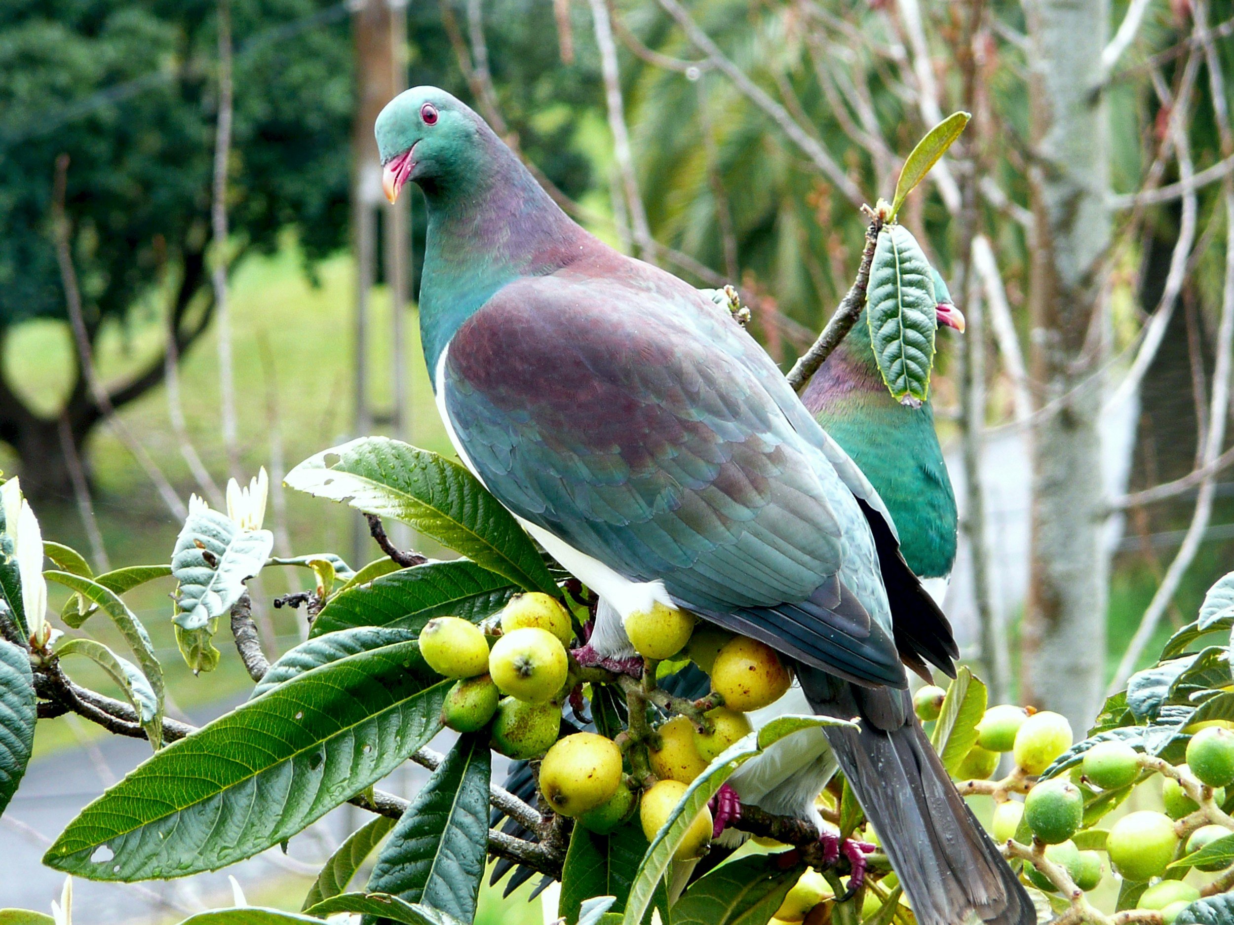 kererū feeding on ripe loquat fruit