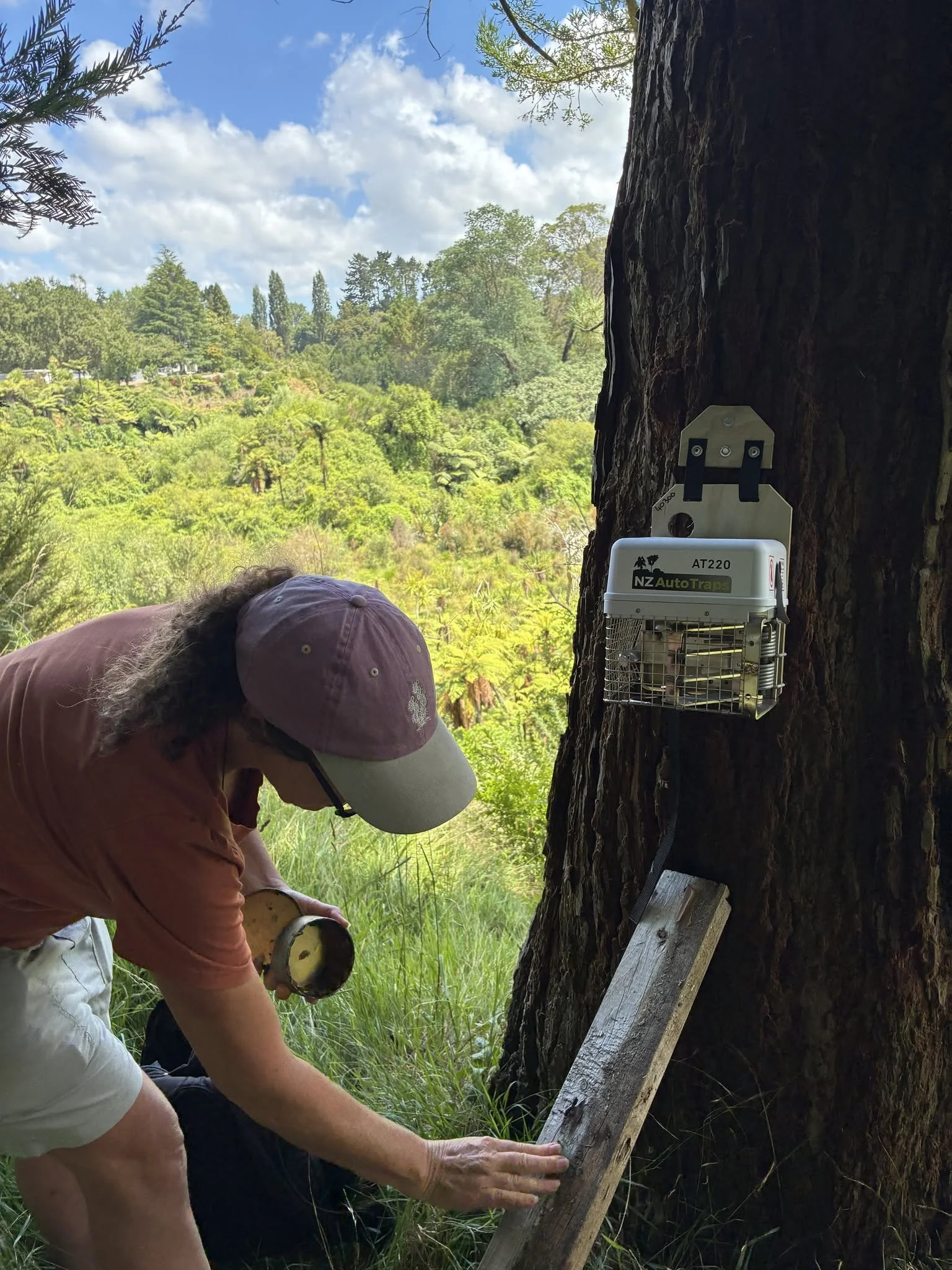 Volunteer setting up a tree-mounted AT220 trap in a Tamahere gully, using a ramp and flour blaze as part of the trap setup.