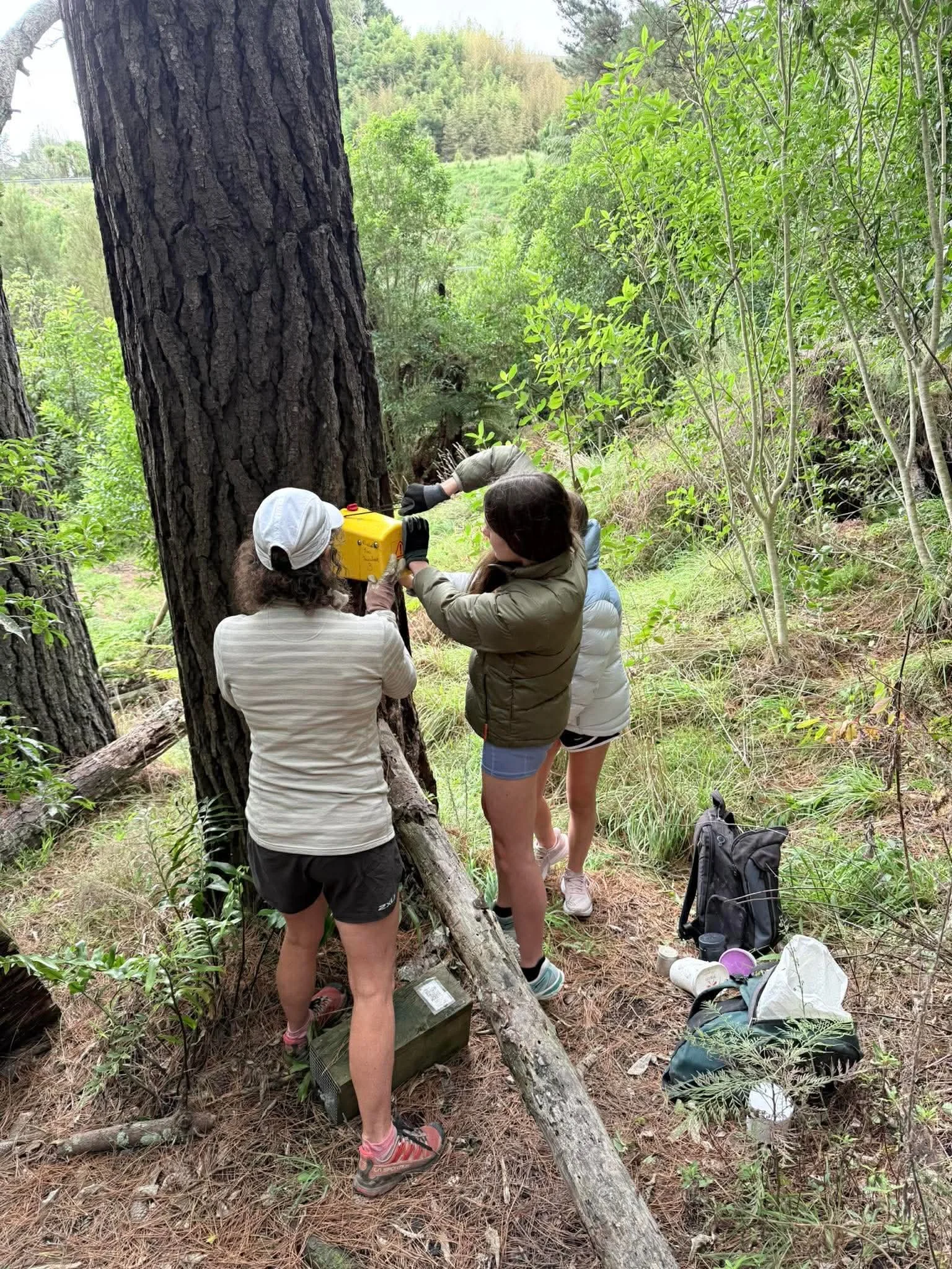 Young volunteers installing a predator trap on a tree in the Tamahere Reserve.