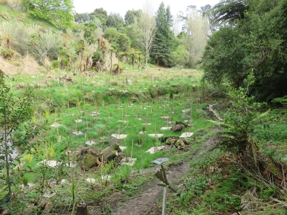 Gully Restoration &amp; Walkways