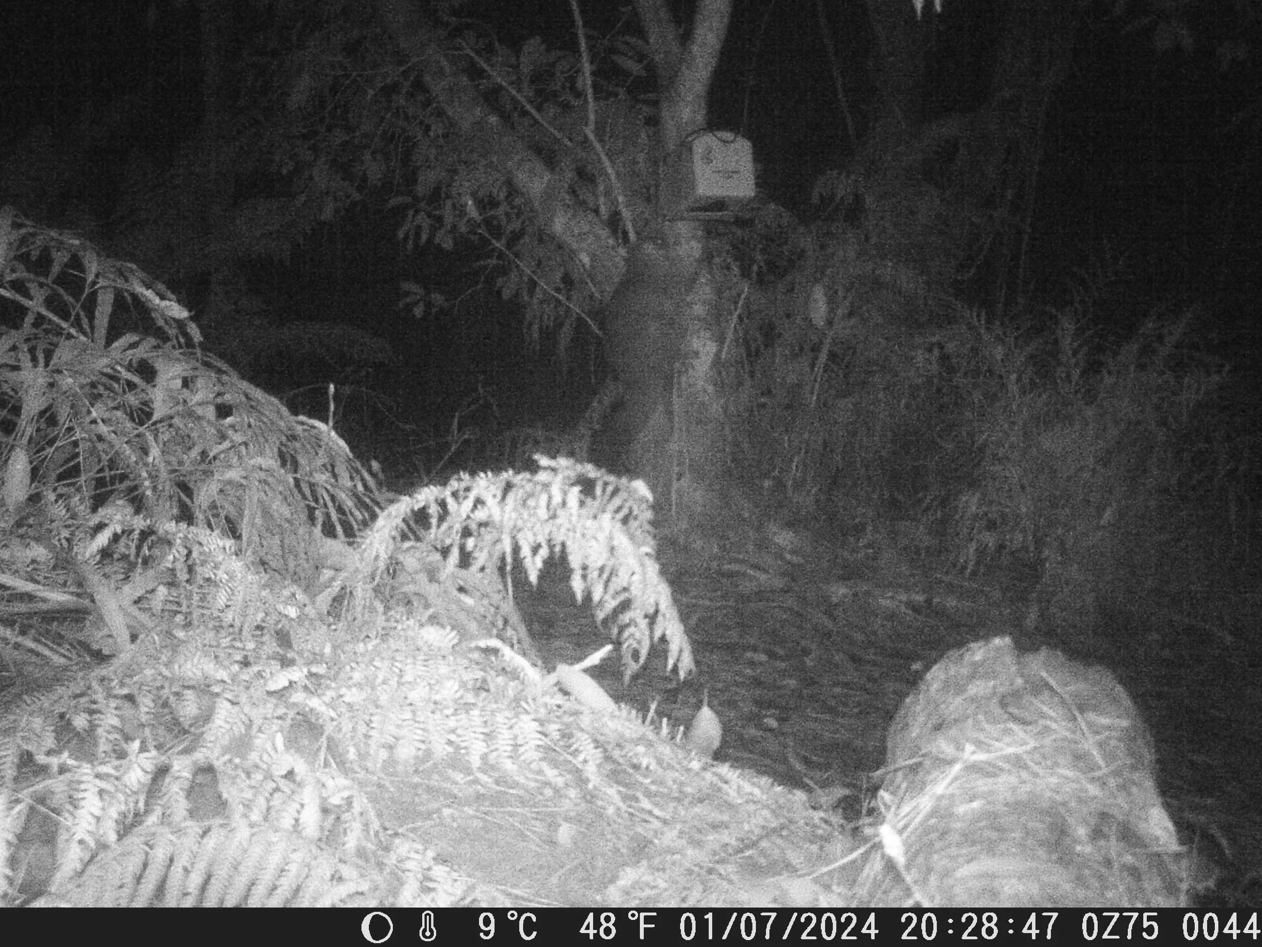 Night-time trail camera image of a possum approaching a tree-mounted trap in native bush.