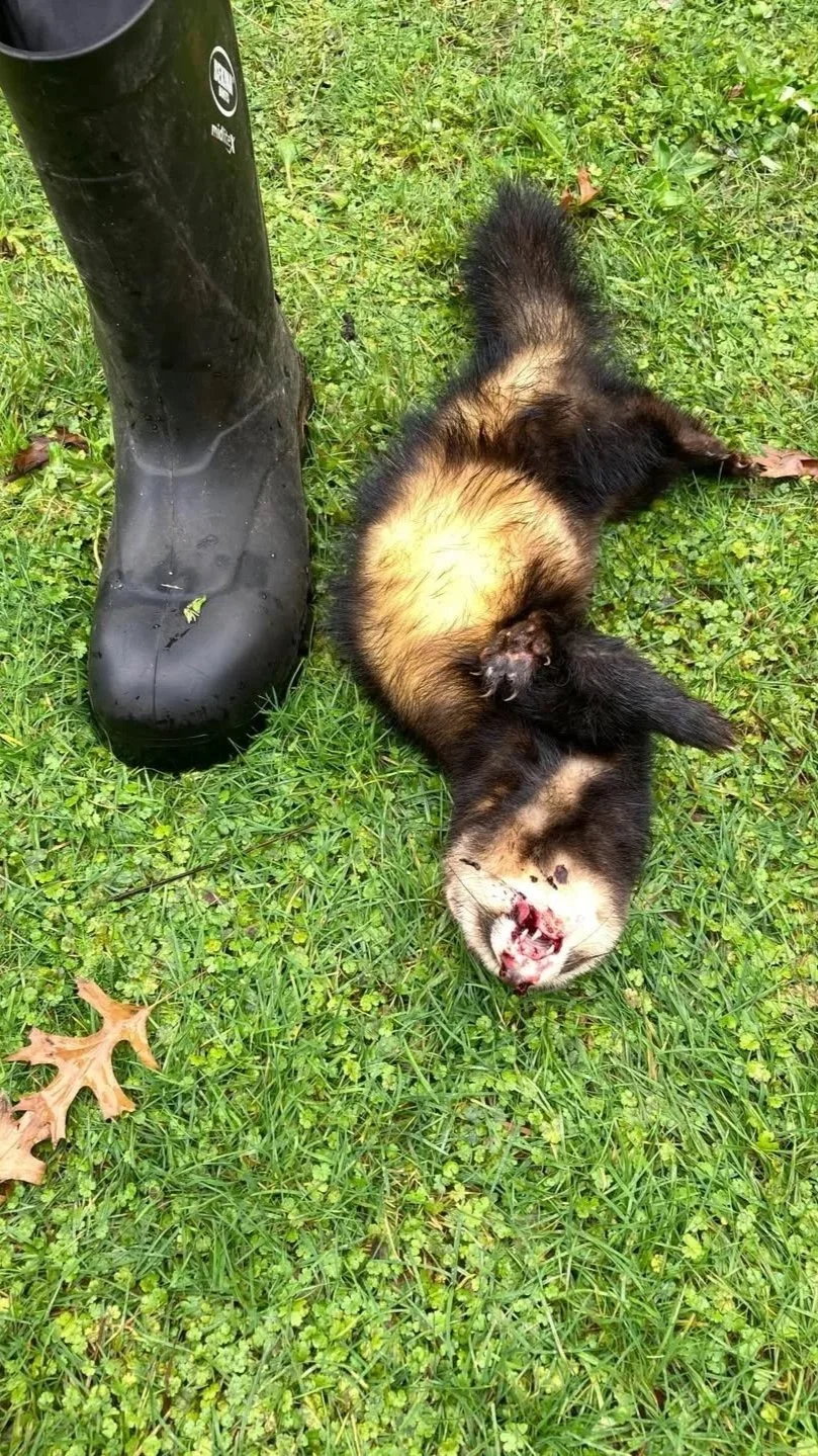 Ferrets in Tamahere