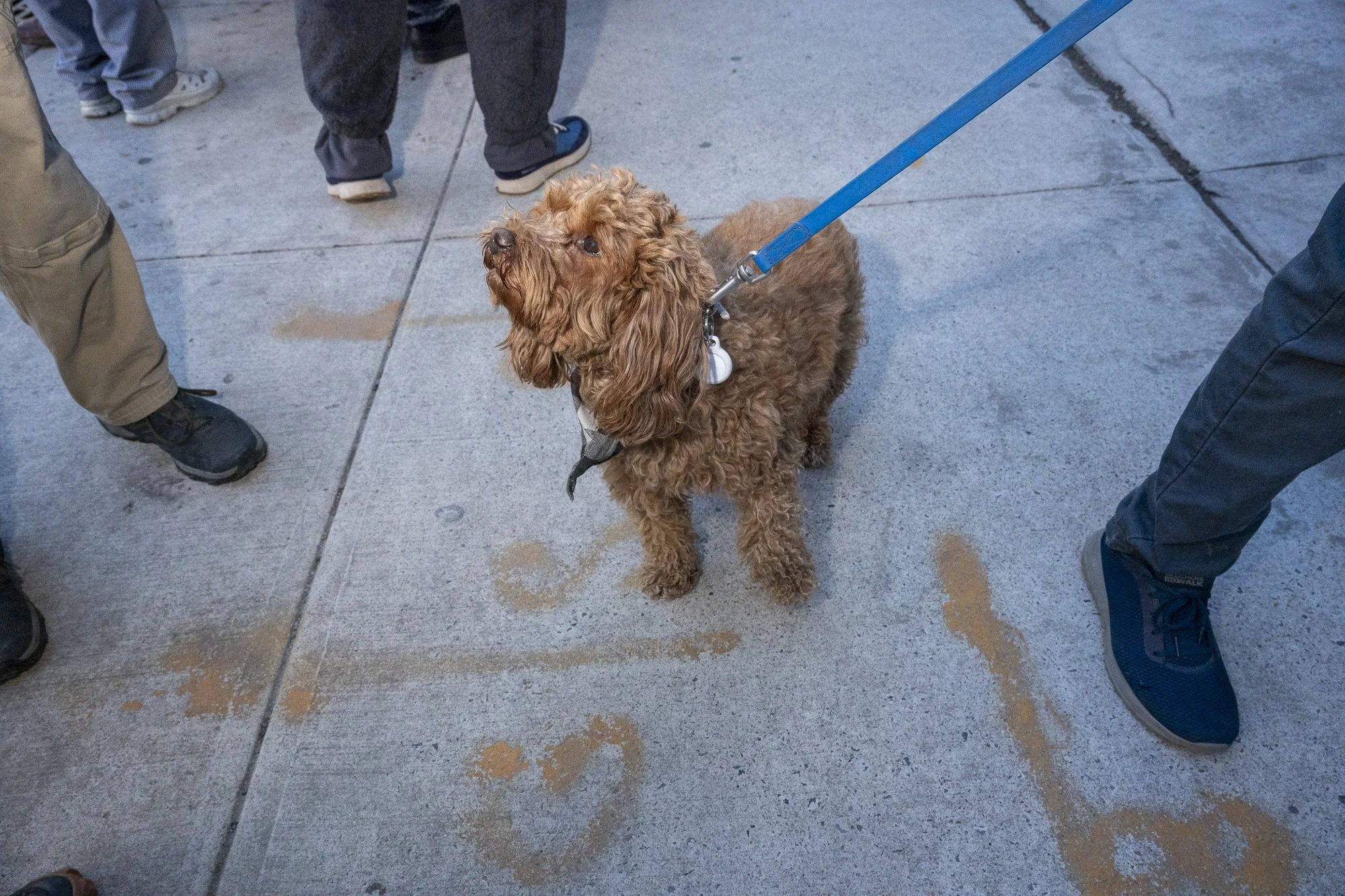 This dog was very interested in Catz's Deli food item (pastrami sandwiches) outside of Bushwick Country Club