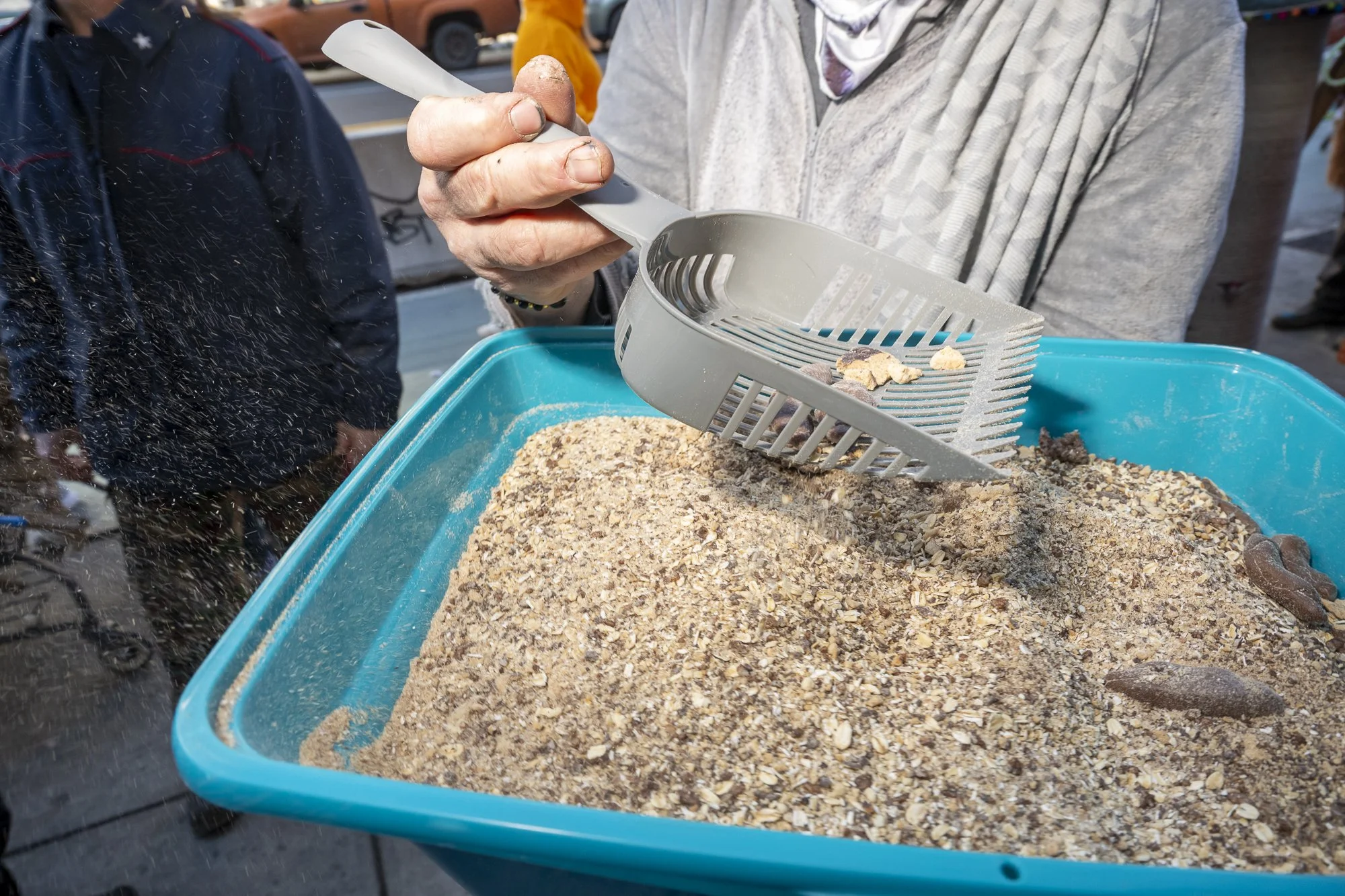 Toxoplasmorphis' food item 
