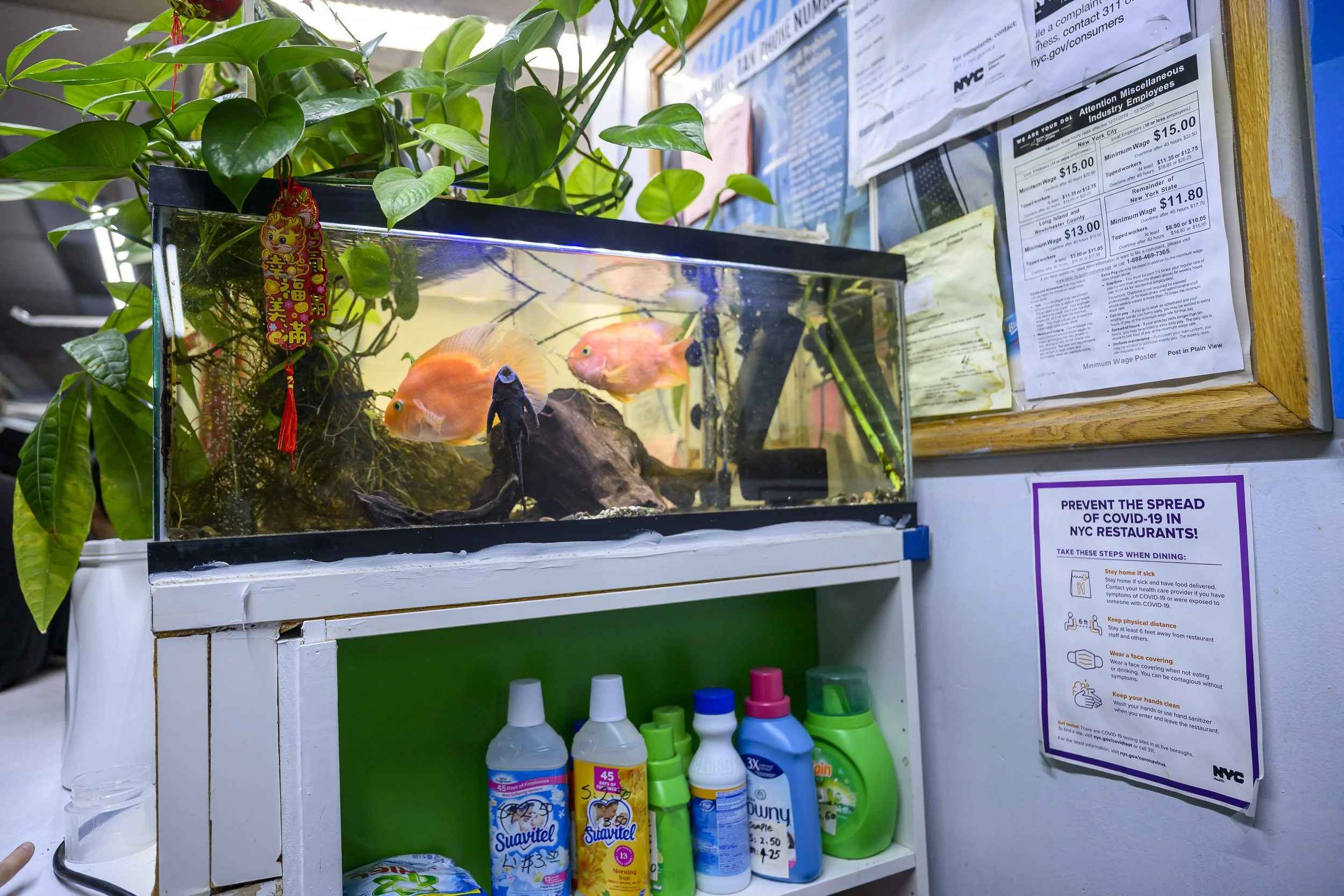 There were multiple fish tanks at the laundromat.