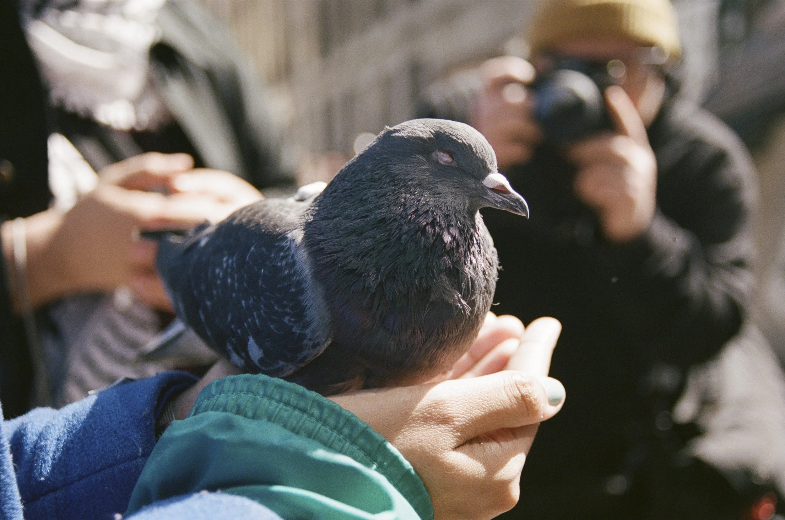 Attendees could hold and pet this pigeon named Odin during "Farewell, Dinosaur"