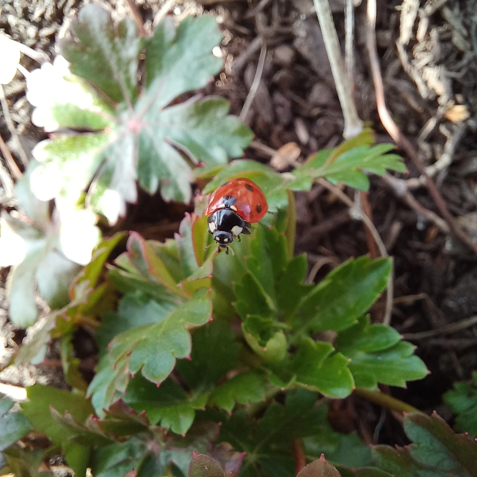 Beetles