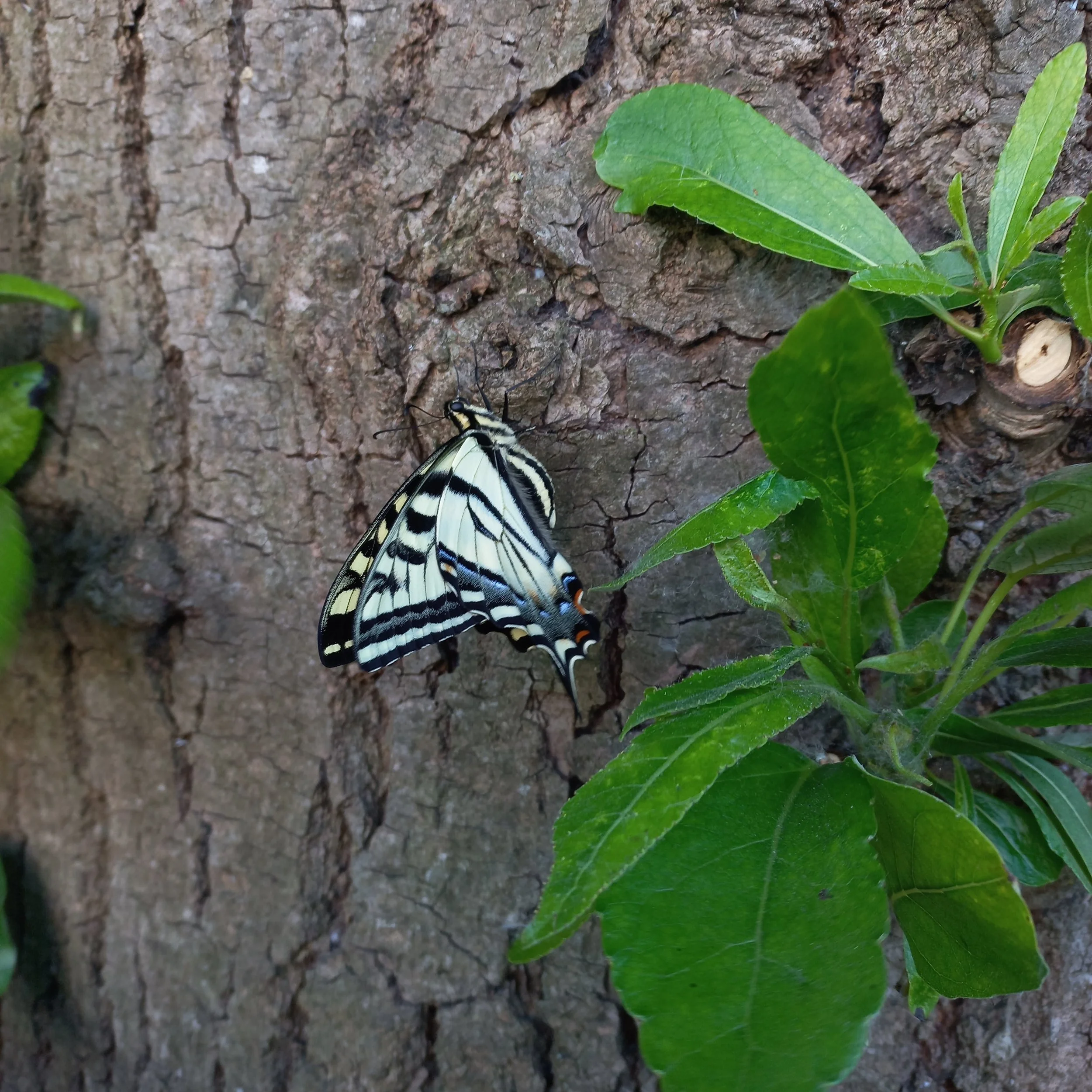 Butterflies & Moths