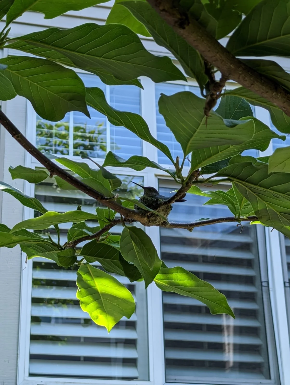 Hummingbirds
