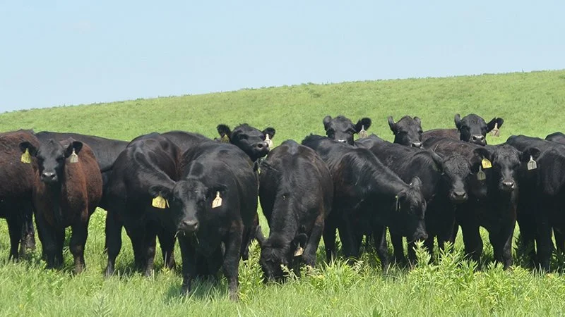 250 lbs CattlActive Lick Tubs — Eugene Livestock Auction