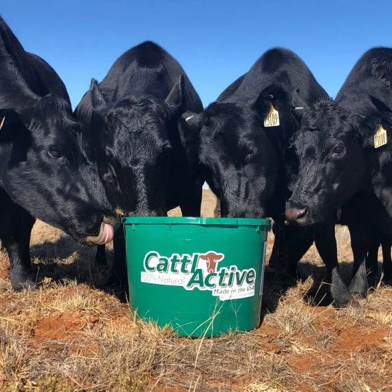 250 lbs CattlActive Lick Tubs — Eugene Livestock Auction